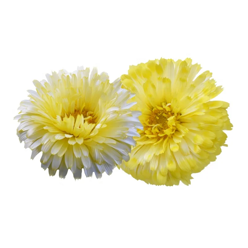 
Factory Supply Cream With Center Calendula Officinalis Seeds For Cultivation 