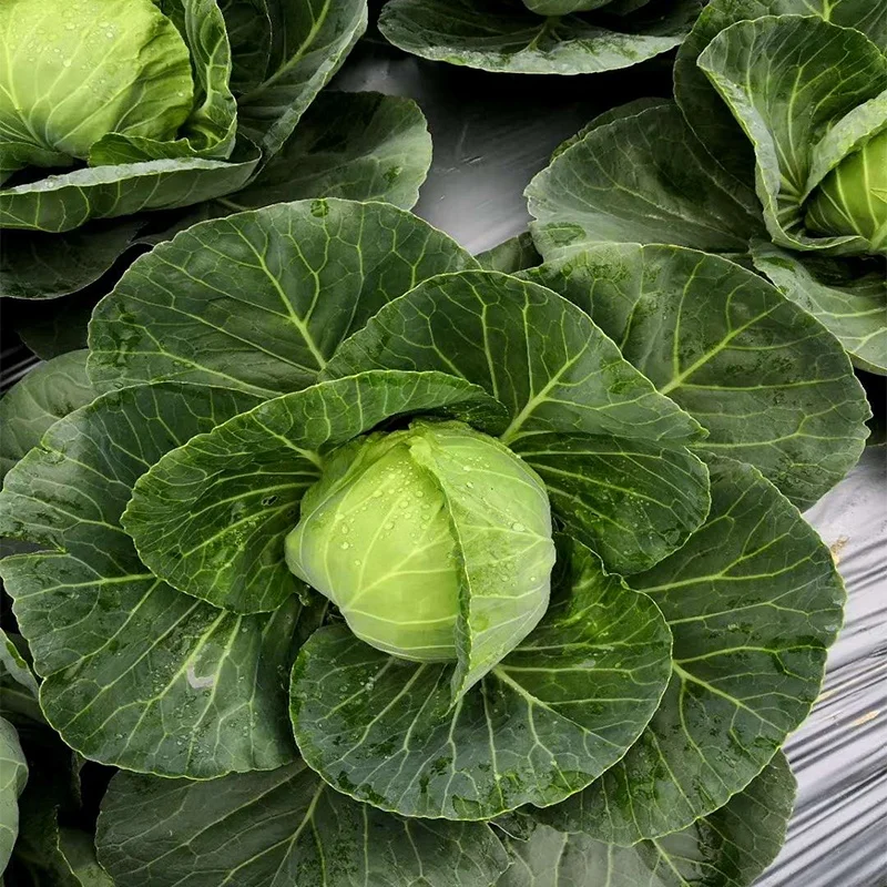 
Asian high-yield hybrid cabbage seeds from China vegetable seeds 