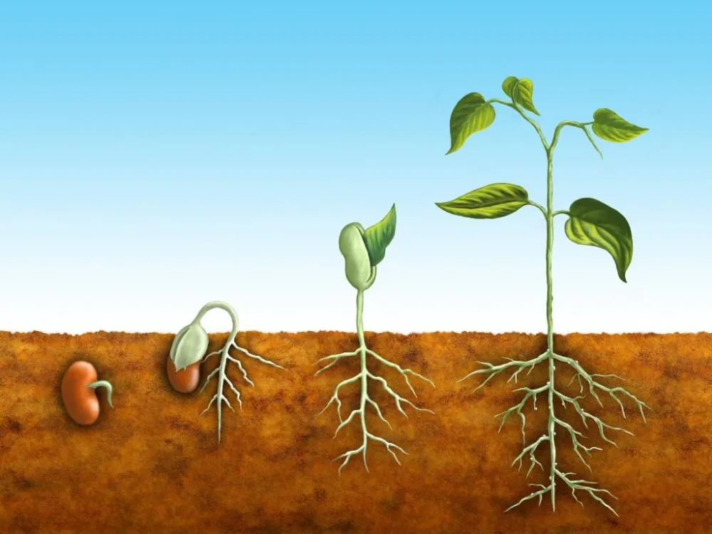 Panpan Chemical IBA-K Plant Growth Regulator IBA-K Rooting