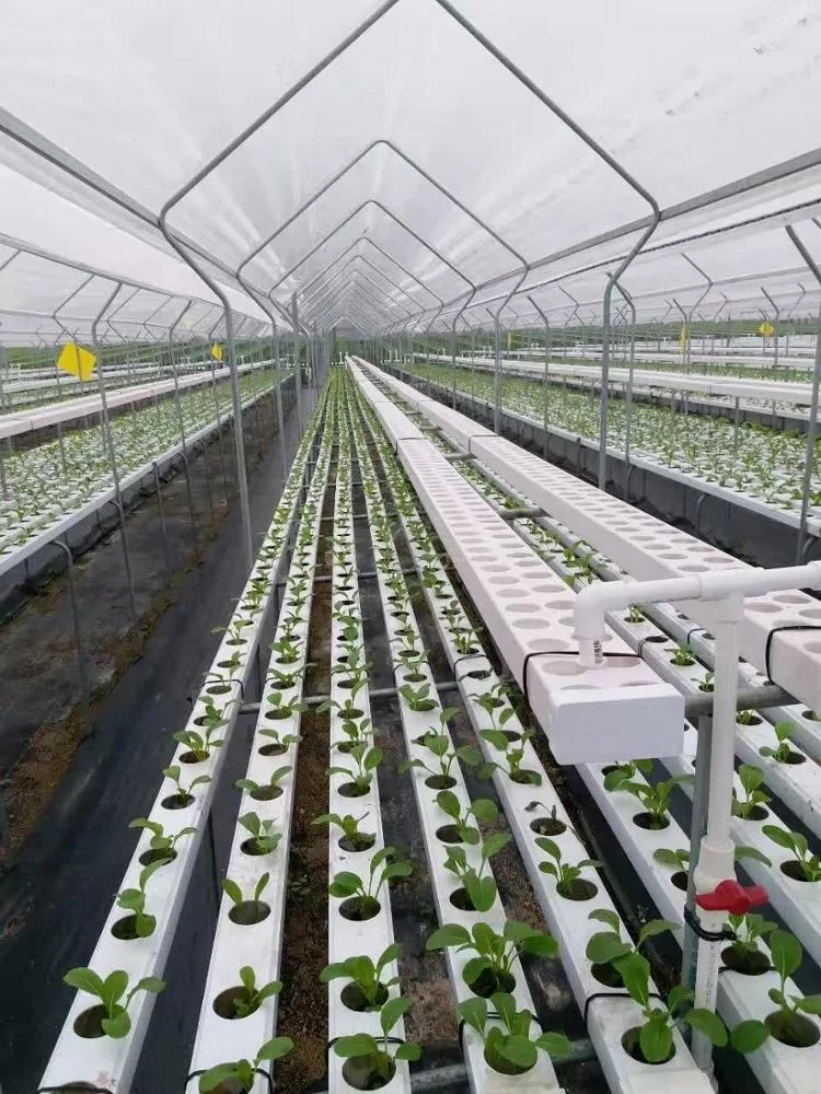 
Multi-span Tomato Greenhouse / Automatic Hydroponic Greenhouse System/Hydroponic Growing System 