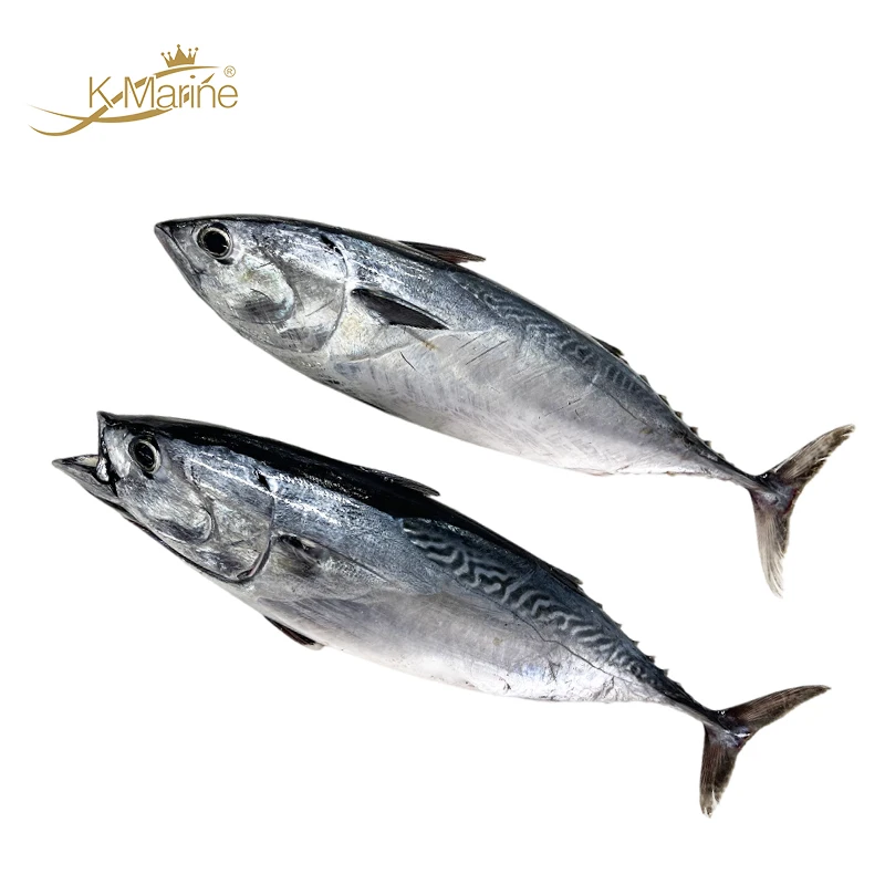 200 - 300g Frozen Bonito Fish For Sale