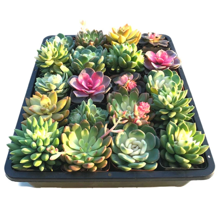 wholesale start growing system nursery plant growing hydroponic plastic seed trays