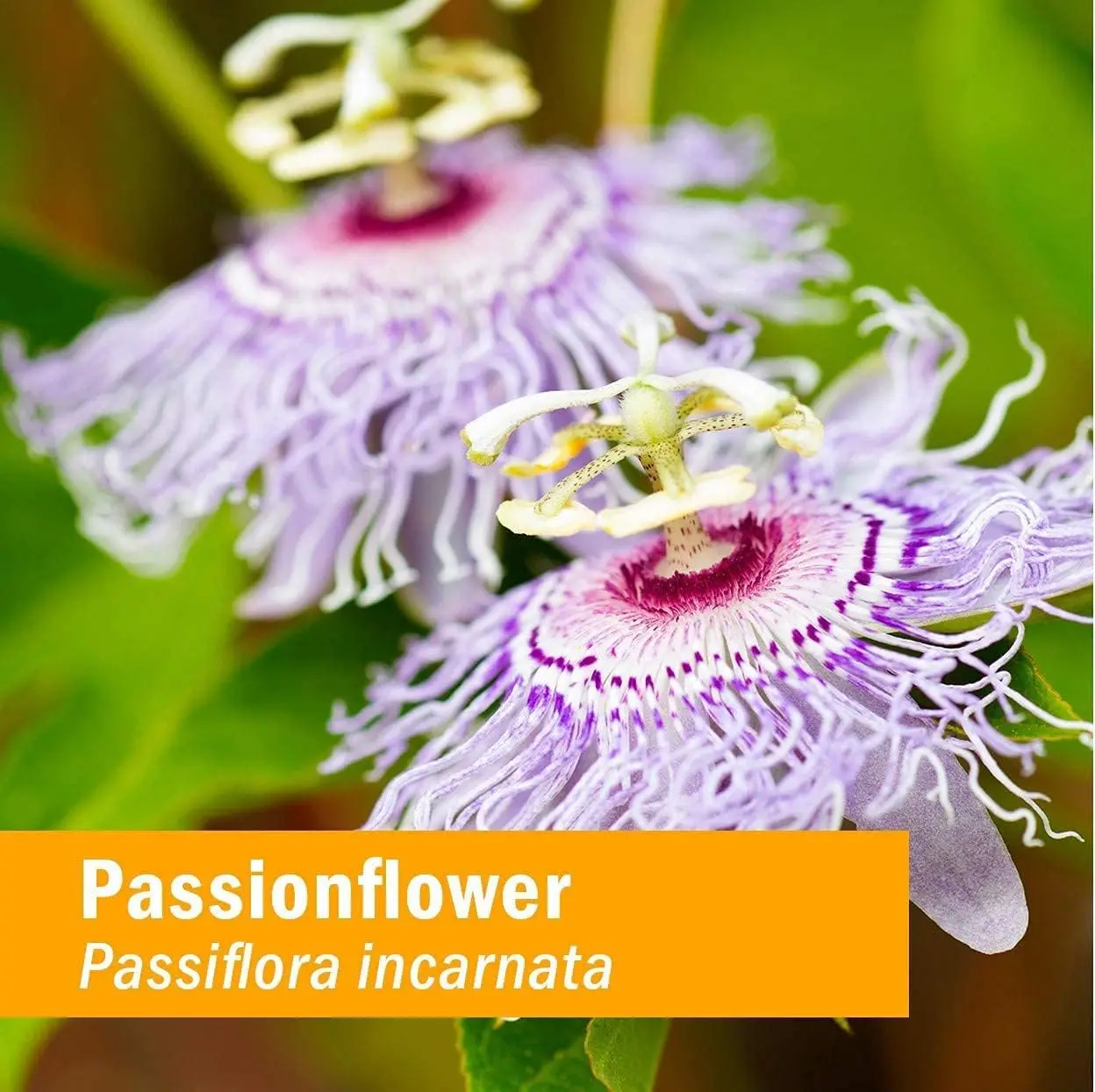 Private Label Organic Natural Passionflower Liquid Herbal Tincture Supplement Drops for Women and Men