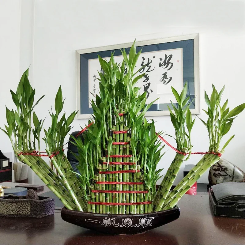 
Subtropics Climate air bonsai boat shaped lucky bamboo 