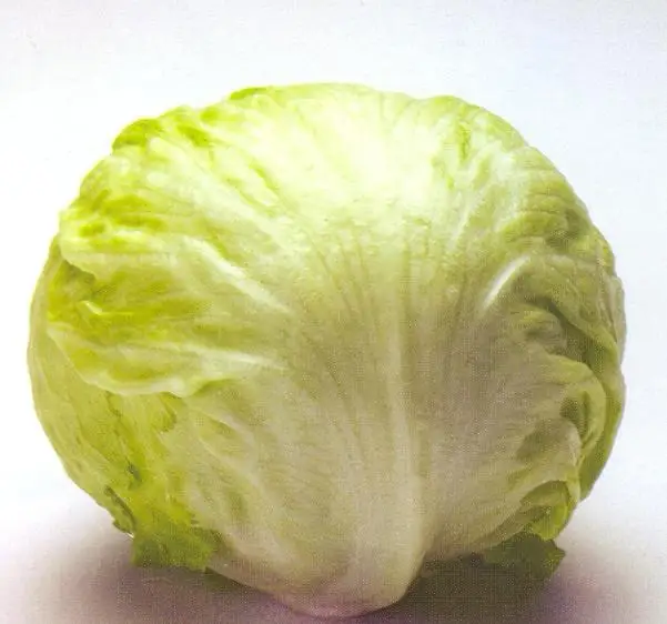 
Suntoday vegetable Organic leaf iceberg head lettuce seeds 1kg/bag 