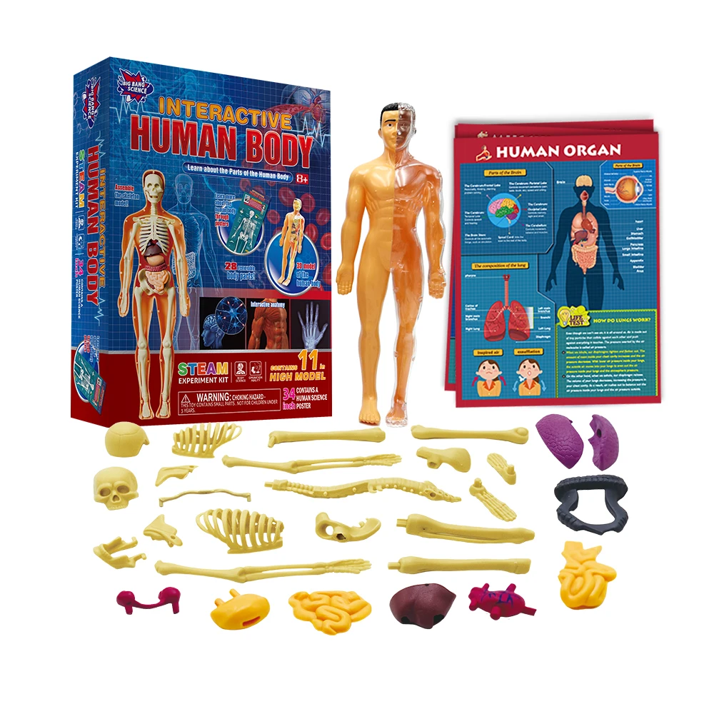 Educational toy assembling human body organ kid anatomy model toy medical human anatomy teaching learning popular science toy