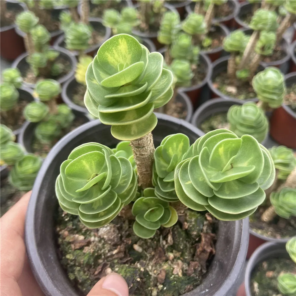 2021 New About15cm Yellow Green Living Plants Succulent Planter Pot for Ornamental Bonsai Plants