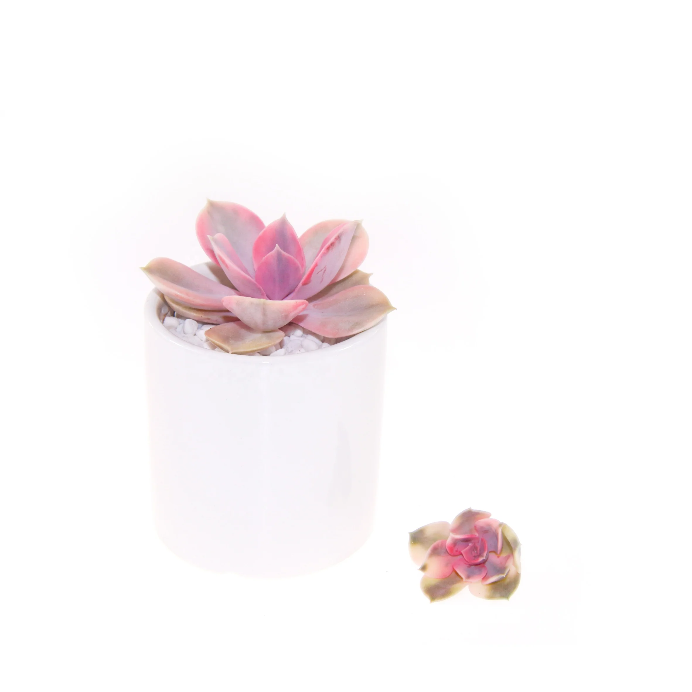 
best selling hot sale succulent plant cheveria Rainbow for shops sale home decoration 