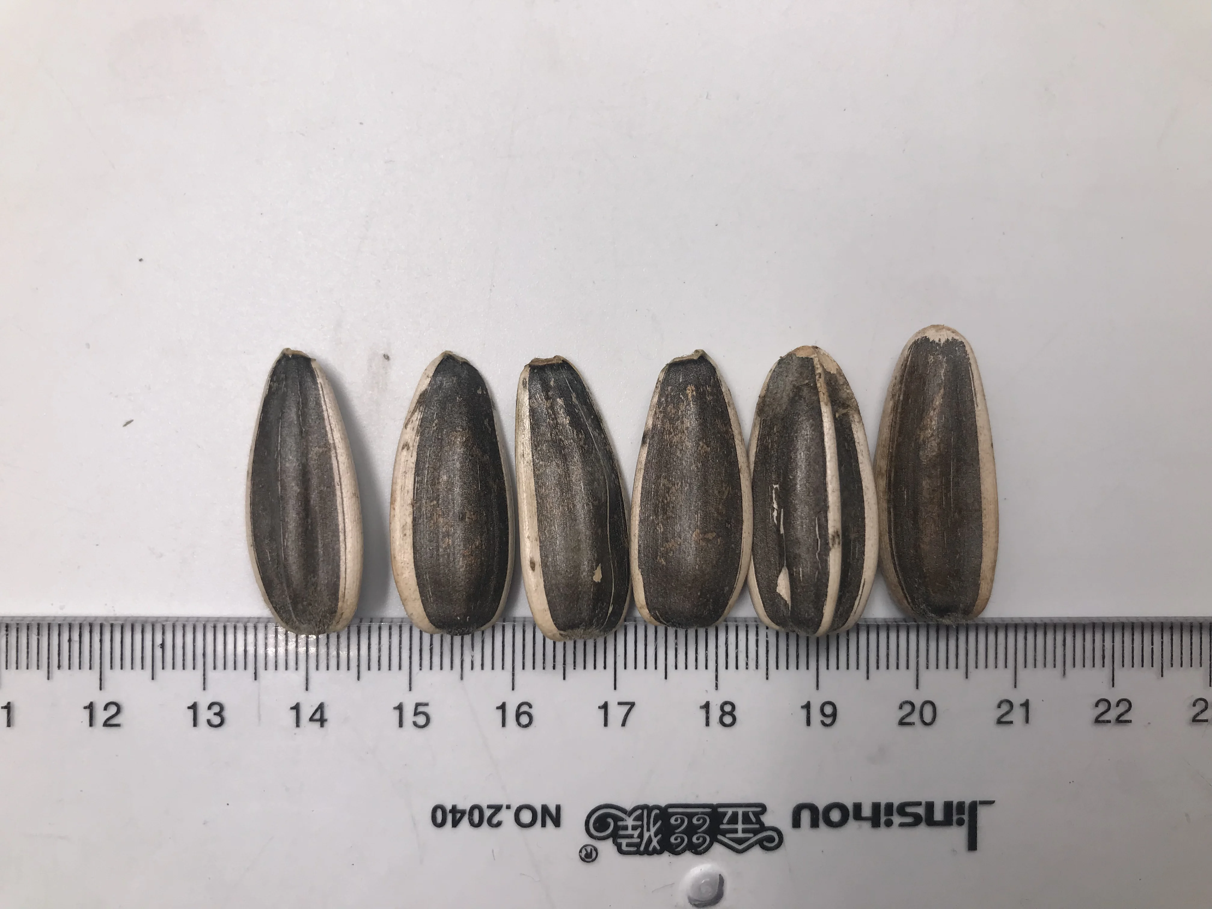 Sunflower Seeds Black With White Stripe 361 363 601