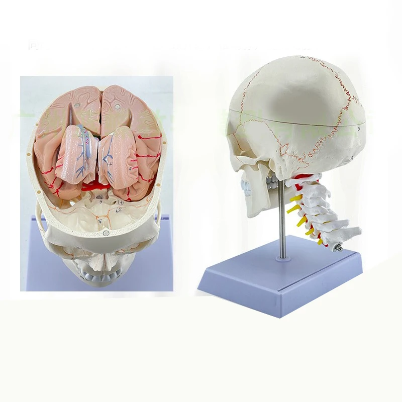 medical science Multi Purpose Can Be Disassembled Advanced Life-size Skull with Colored Bones Model