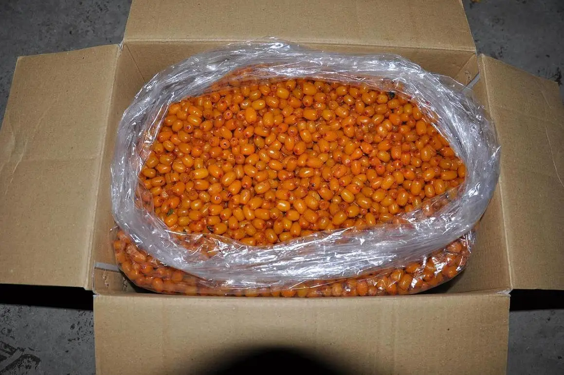 2024 New crop Shelf-stable Frozen fruits IQF berries frozen sea buckthorn origin China