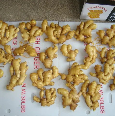 Good fat yellow Ginger fresh fat ginger new crop Chinese Fresh Ginger for sale from factory