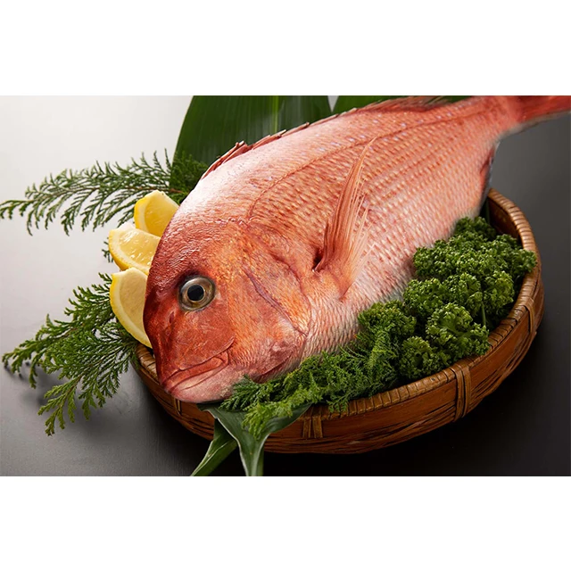 Japanese wholesale aquaculture striped jack red snappers fish