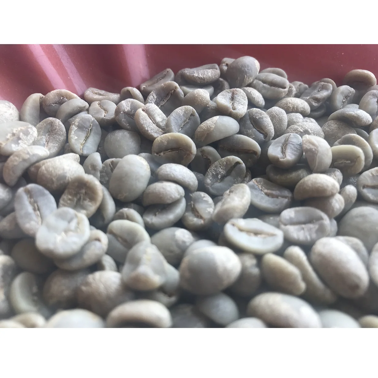 
High quality premium 100% Arabica - green coffee beans herbal 