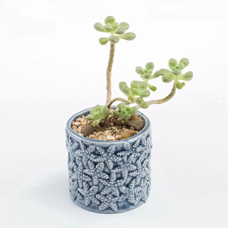 home decoration Succulent cactus flowerpot fish/ shell shape mini blue ceramic flower plant pots