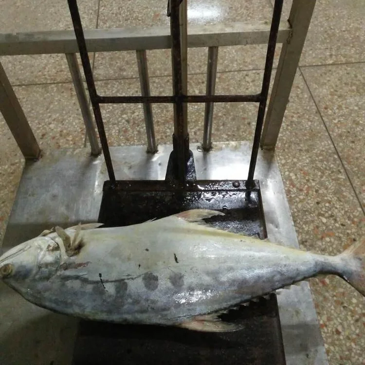 Frozen Queen Fish Good Sale from Indonesia