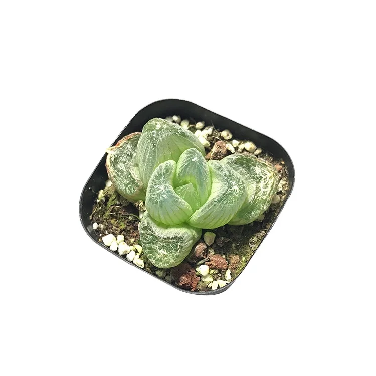 Оптовая продажа, дешевые живые растения haworthia, миниатюрные зеленовиновые суккулентные растения