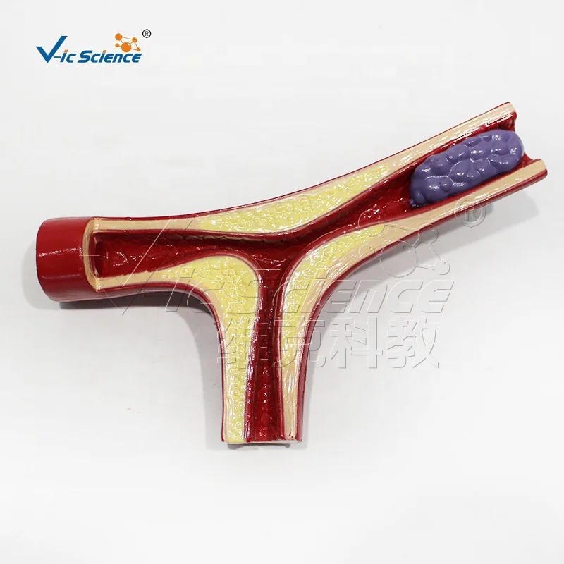 Cardiovascular model simulation teaching model medical school education