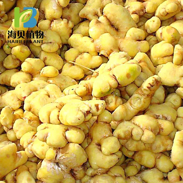 
Organic competitive price Ginger oil 