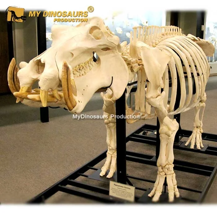 Скелет MY DINO L100 в натуральную величину ископаемый Бегемот для музея