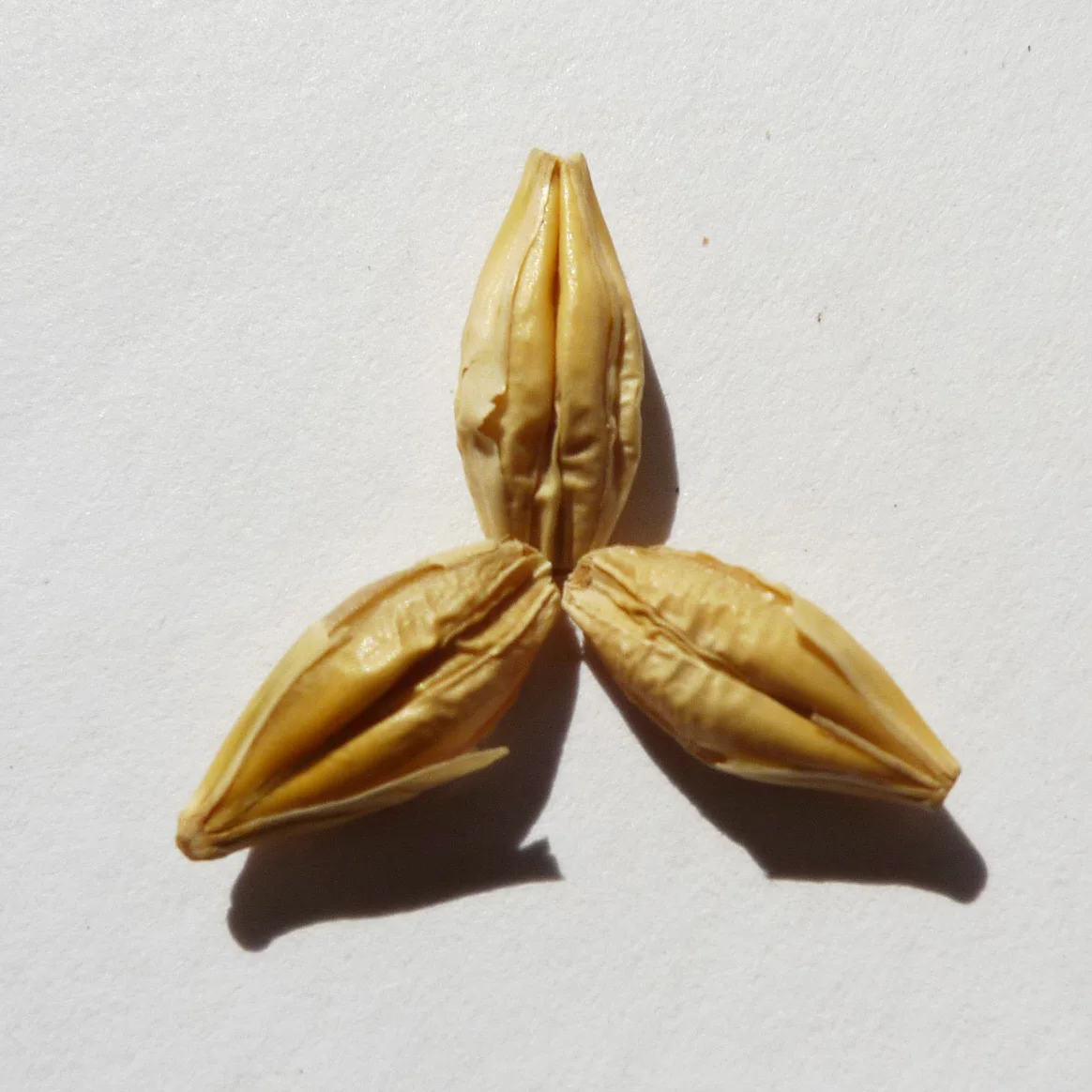 Китайские семена ячменя для продажи, хороший вкус, здоровое питание