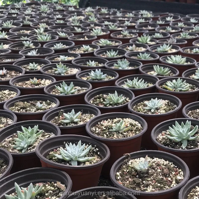  Живые суккуленты Echeveria Dudleya greenei оптовая продажа настоящие растения 1 5 экзерофиты для