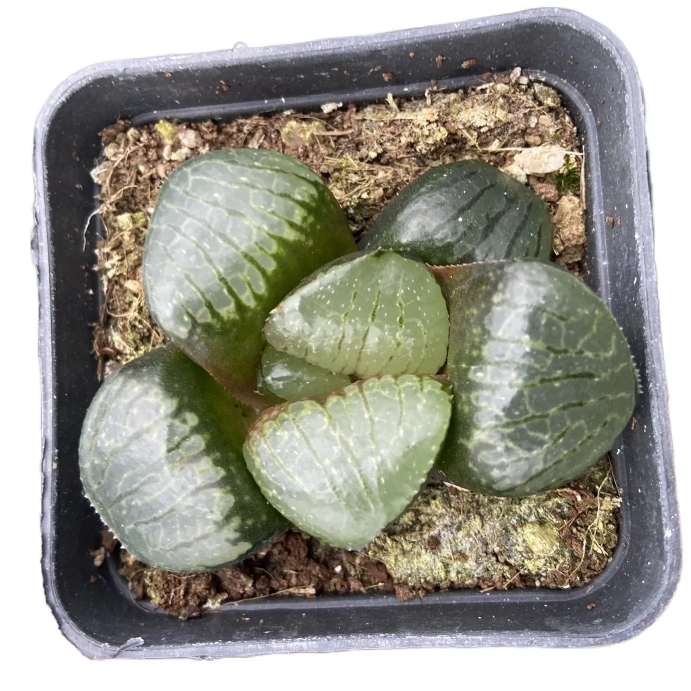 
Promotional discount price a lot of small succulents haworthia cooperi var 