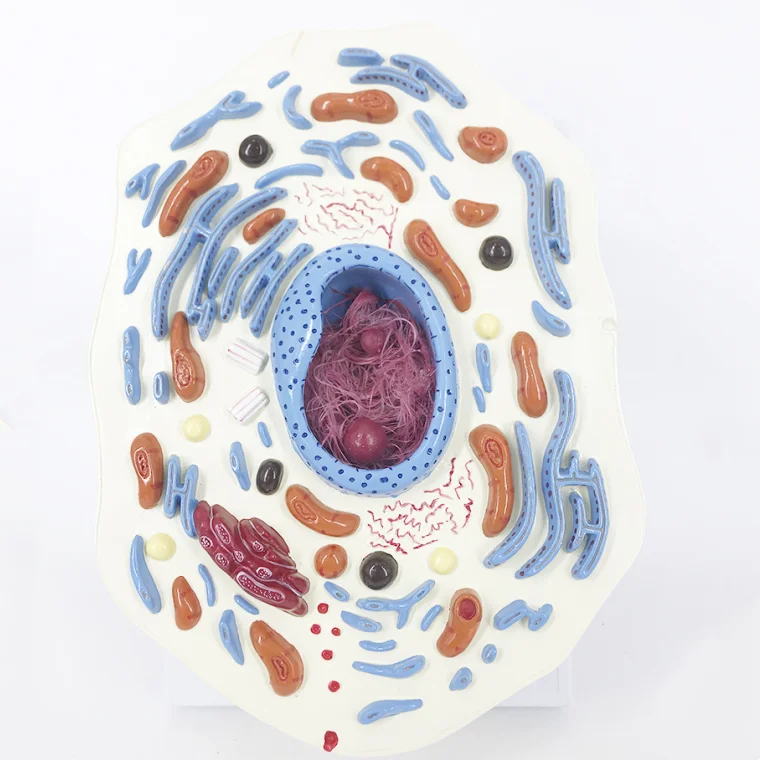 YA/B054 Numerical indicators of multiple parts Enlarged model of animal stem cell anatomy