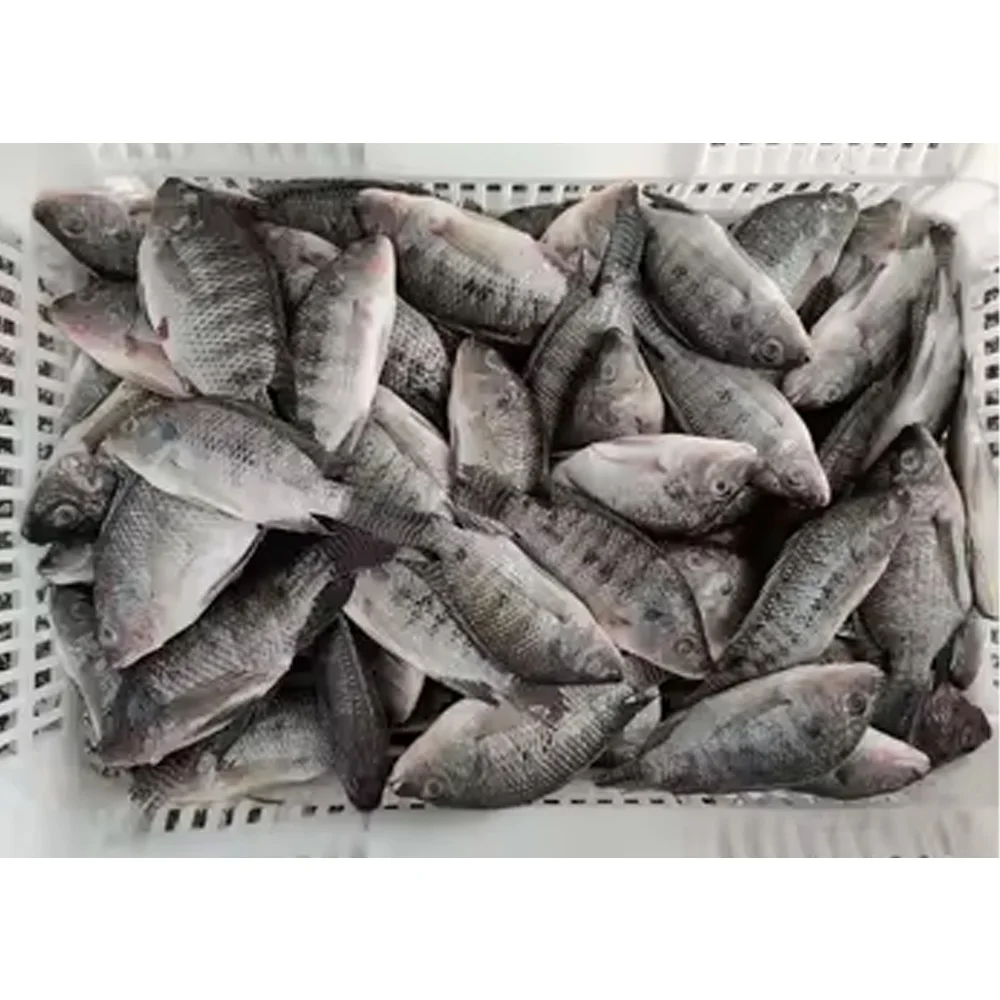 High quality all size frozen fish tilapia whole fish export tilapia fish frozen tilapia price