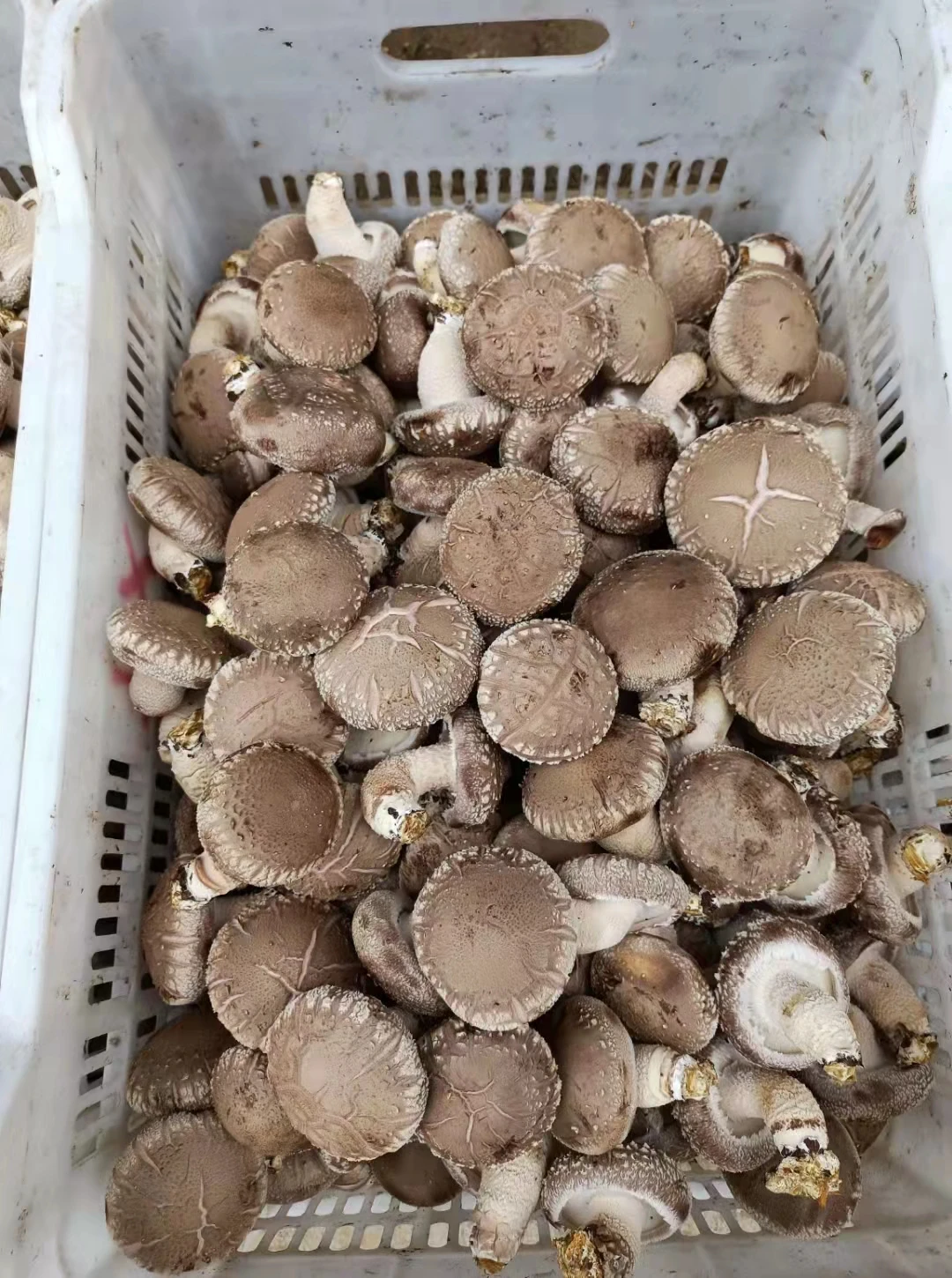 High Quality Shiitake Spawn Biodegradable Mushroom Dried Shiitake Mushroom Slice  Dry Mushrooms