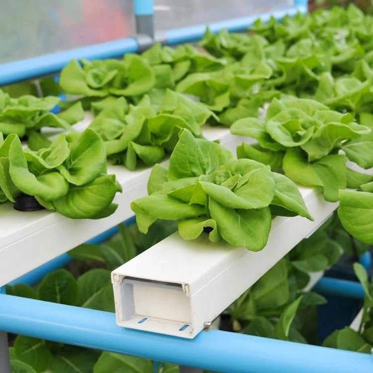  Новый продукт Nft ПВХ канал теплицы
