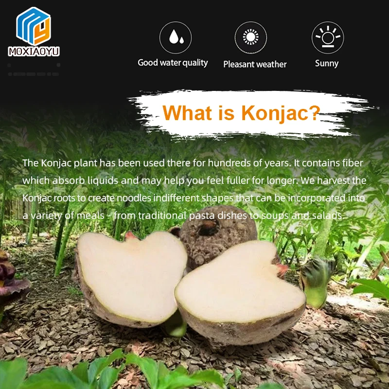 Hot Selling Lose Weight Zero Sugar Shirataki Noodles Instants Fast Food Meal Replacement Konjac Fettuccine