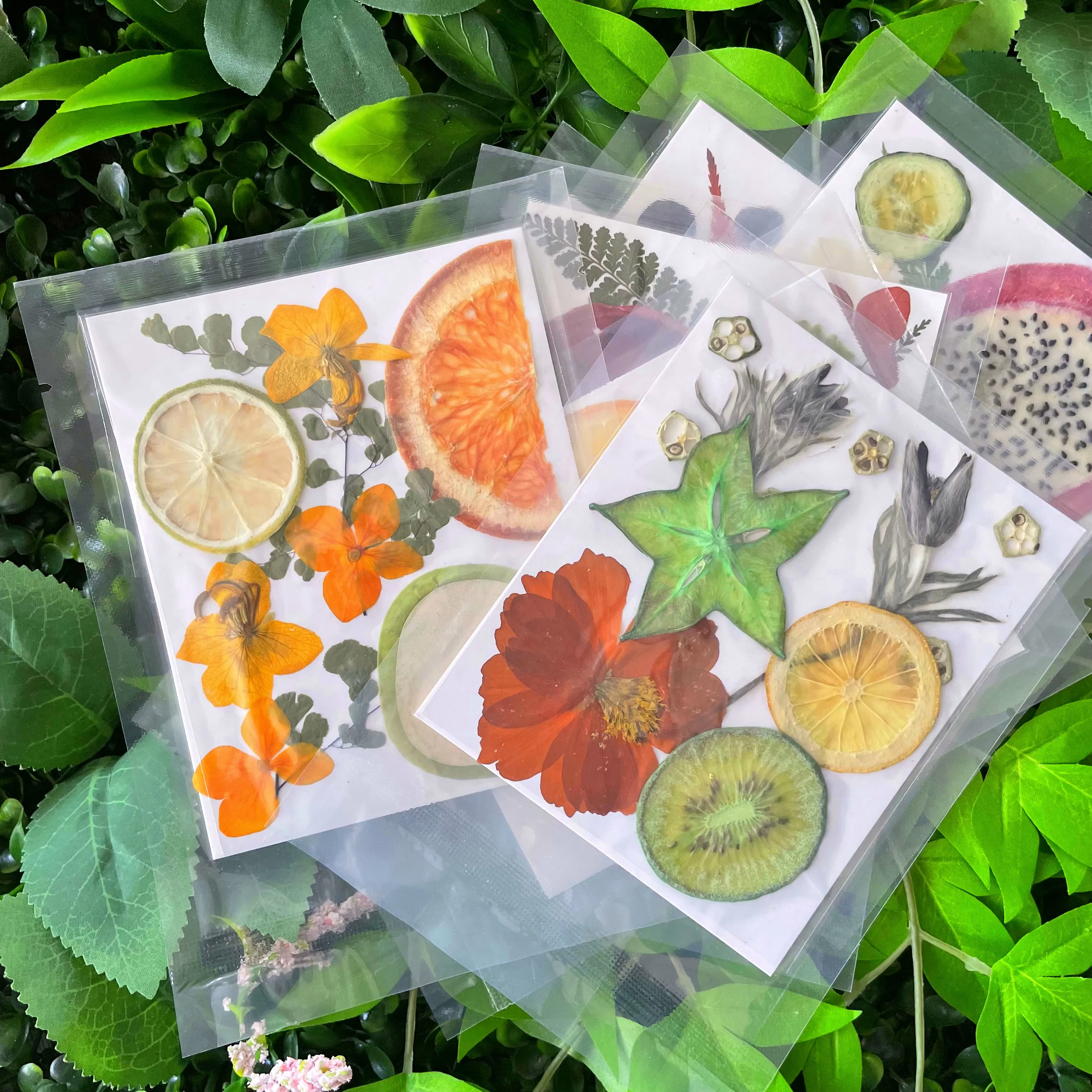 V63 Wholesale New Design Dried Pressed Flowers And Fruits Real Leaf Plant Herbarium For DIY Resin Jewelry Making Floral Decors