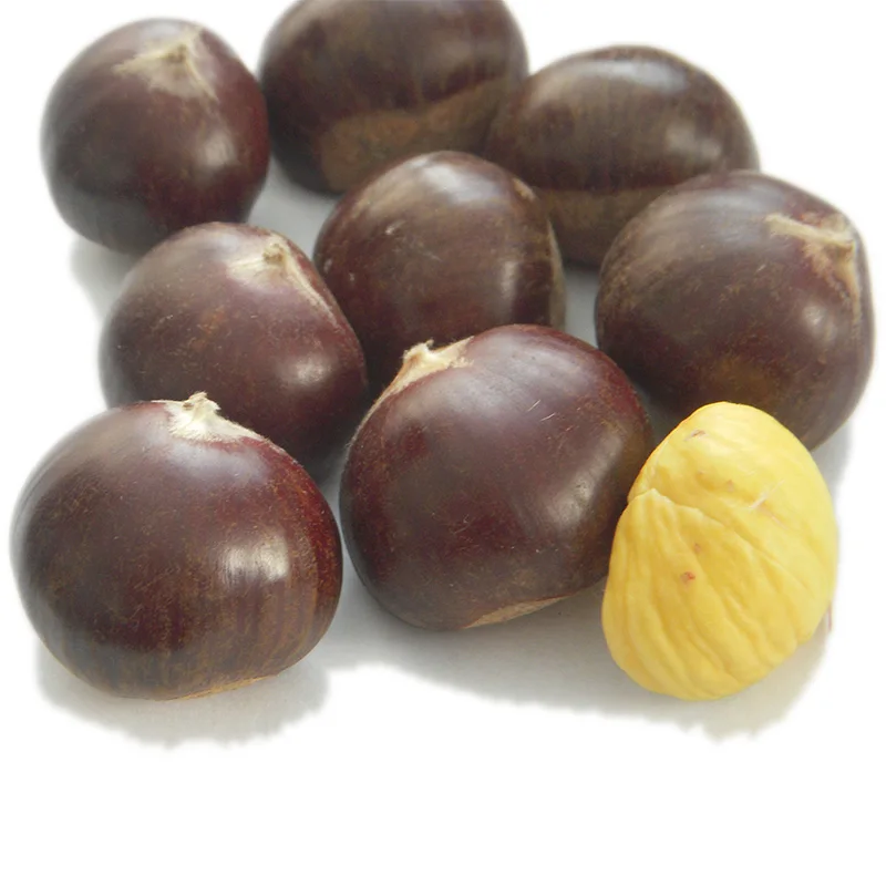 2022 New Crop  Bulk  Fresh Chestnuts Nuts with Double Gunny Bag