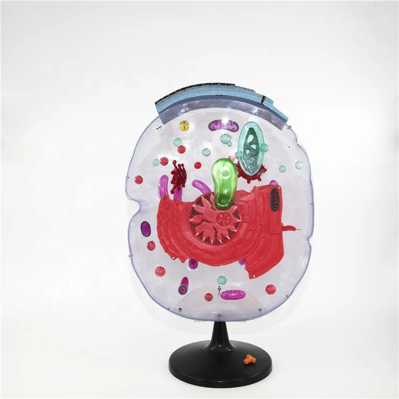 Biology Microstructural cell model