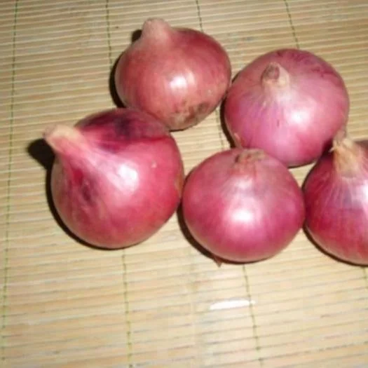
Chinese exporters fresh market prices red onion for importers and buyers wholesale 