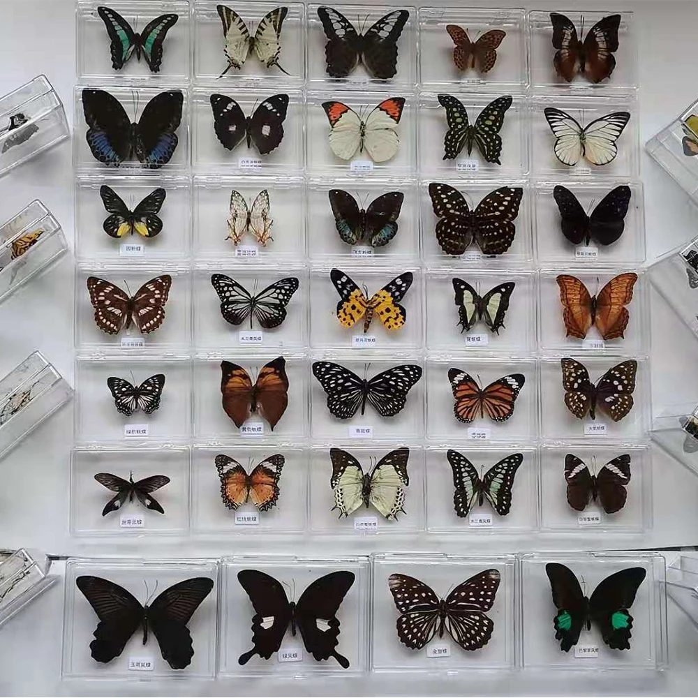 Real butterfly insect specimen decoration student creative birthday gift