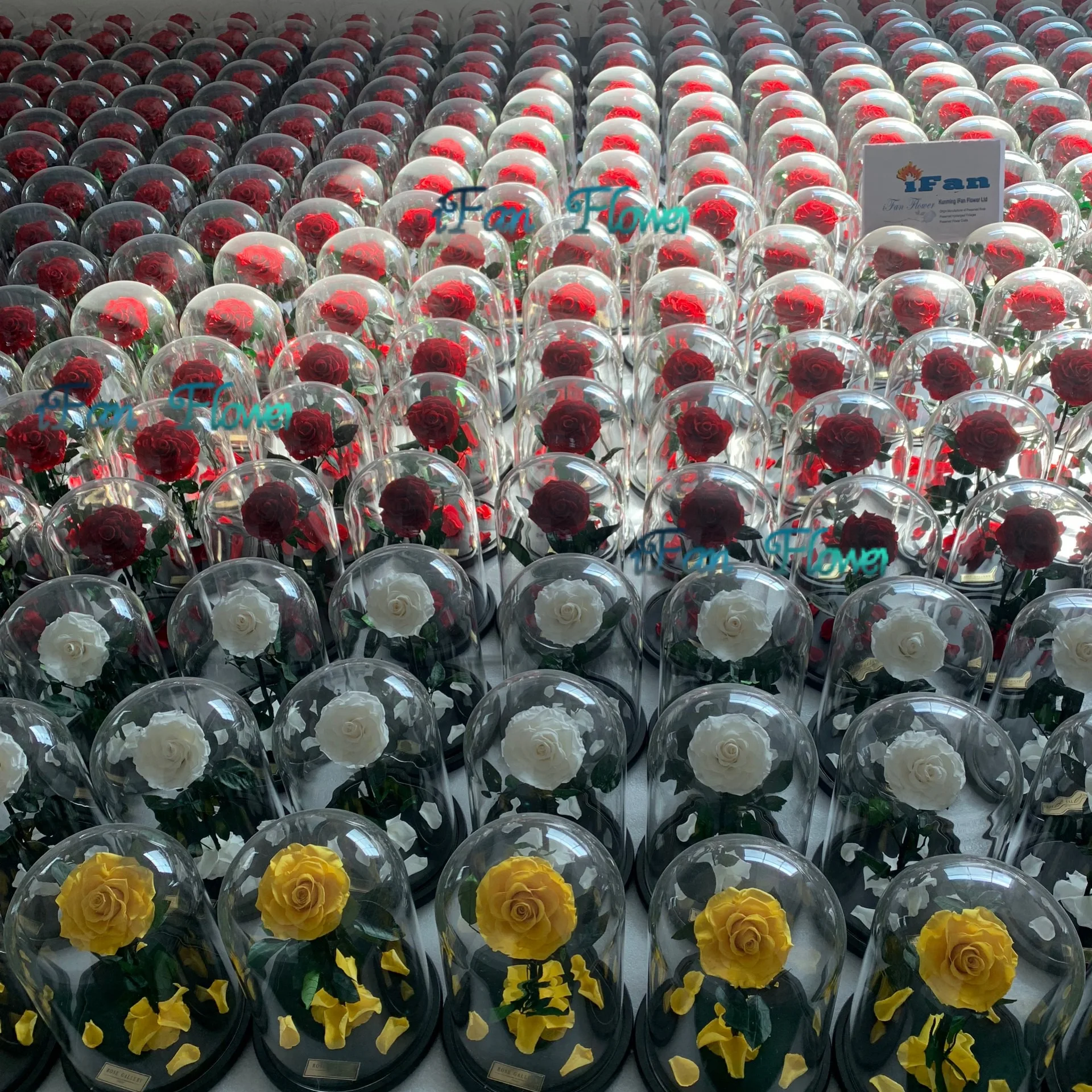 wholesale preserved roses flower in glass dome for national holiday gift fresh cut rose flower