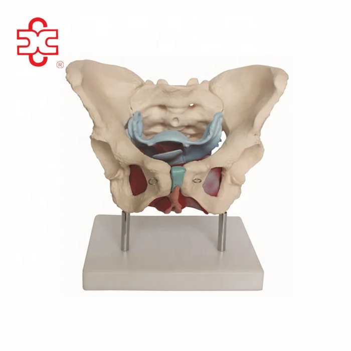 Female Pelvis Anatomy Model