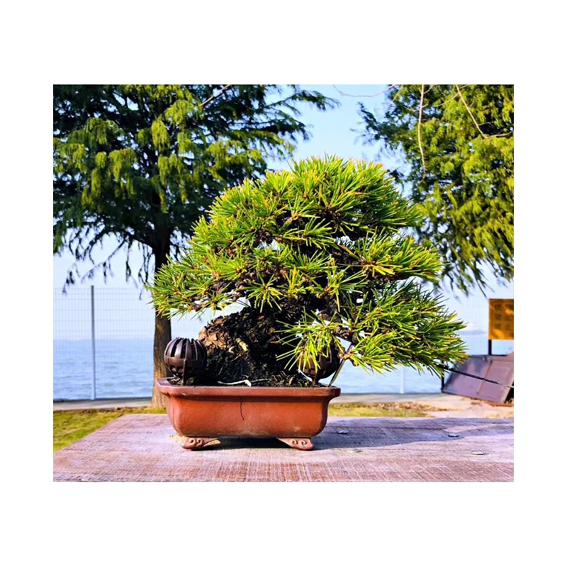 High glade Japan Bonsai Tree For Beginners
