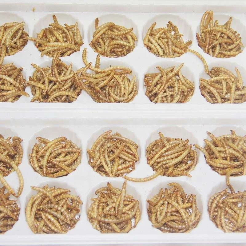Factory feed additives Pet Food Bird Food Edible Tenebrio Molitor Dried Mealworm