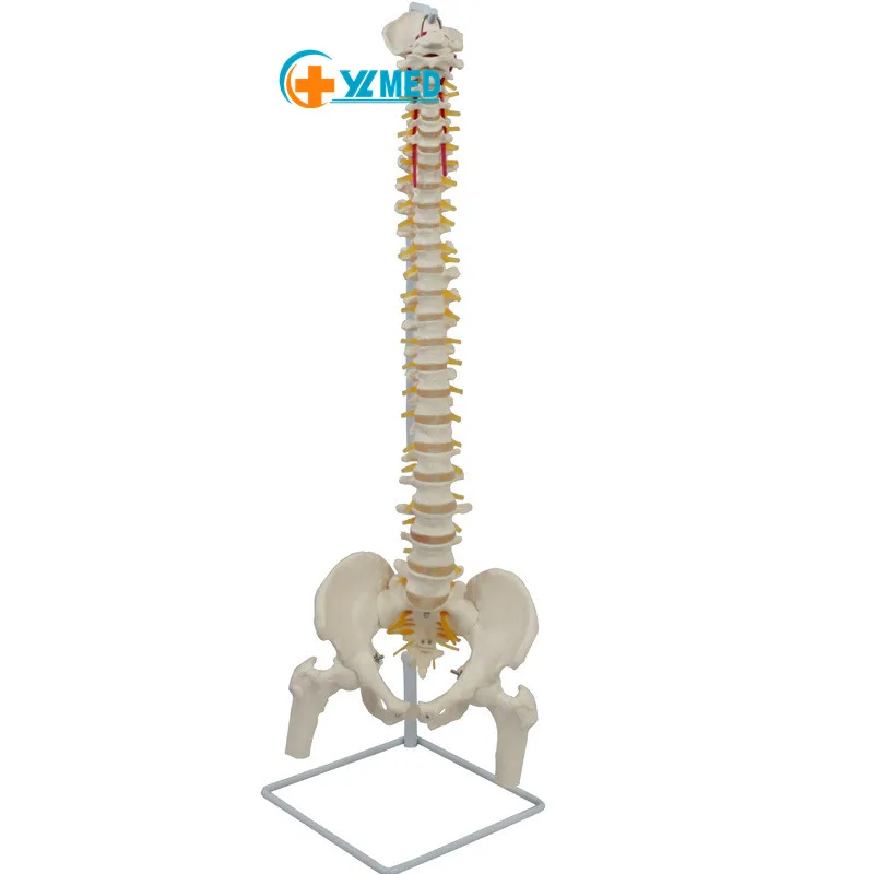 Life Size Human Vertebral Column With Skull  Model,Spine Model For  Medical And Teaching