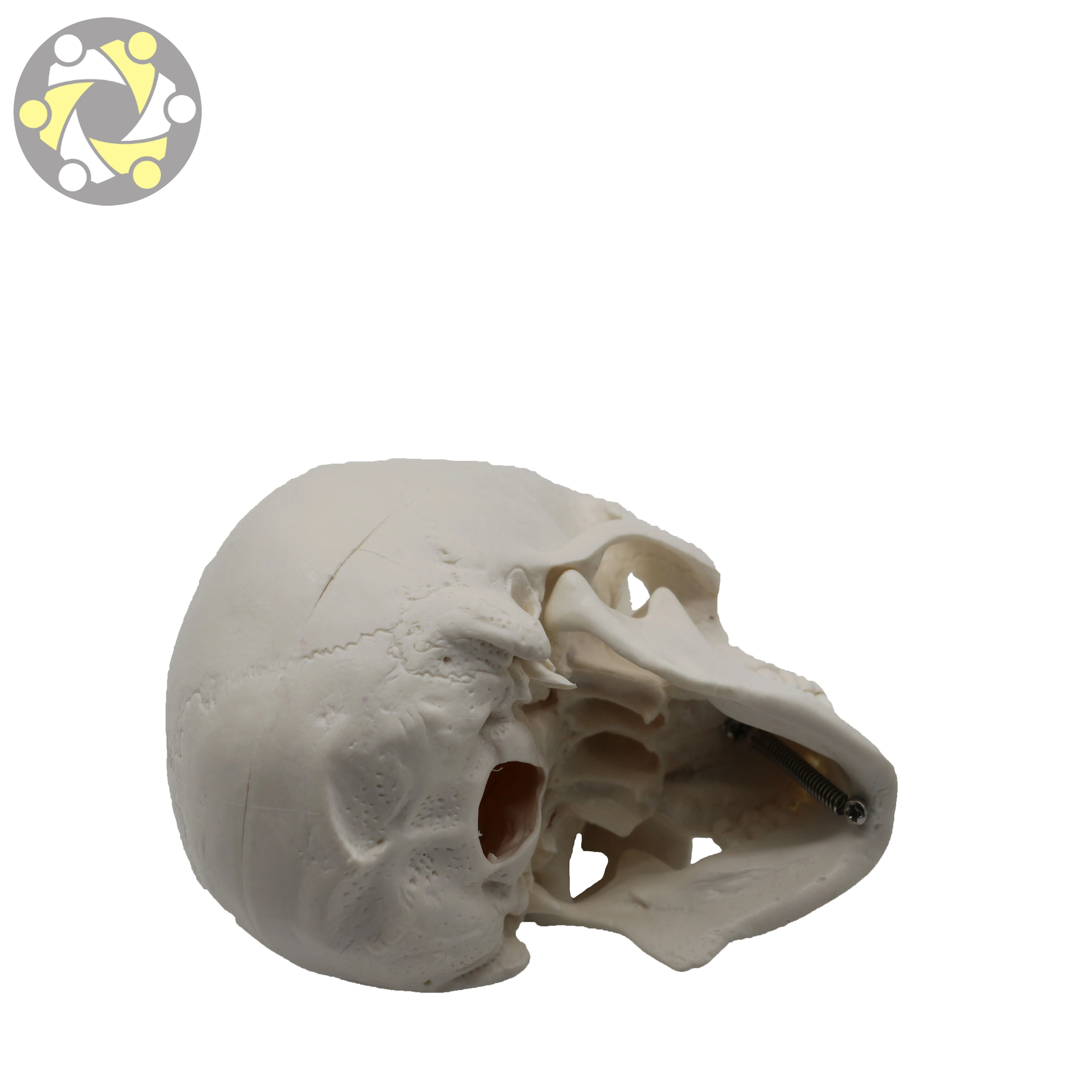 Medical Science Colored Anatomical Detachable 15 Parts Plastic Human Skull Model for Sale