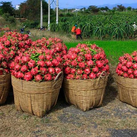 Fresh Dragon Red Flesh Fruit for Export 2020 Red Style Organic