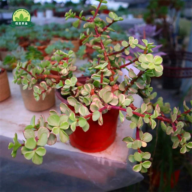 Hootest продажа мини бонсай зеленые суккулентные растения португальская афра для рождественского подарка