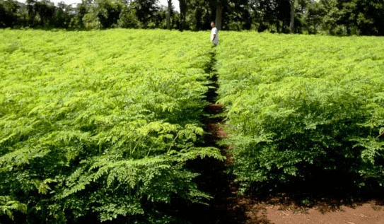 ATL GLOBAL - MORINGA POWDER ORGANIC POWDER BAG GLASS PACKAGING ISO, HALAL CERTIFICATE VIETNAM