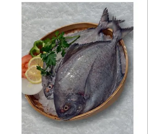 Quality Frozen Black Pomfret export from Vietnam with Good price(ThaiLien company, Ms Fiona +84908794118)
