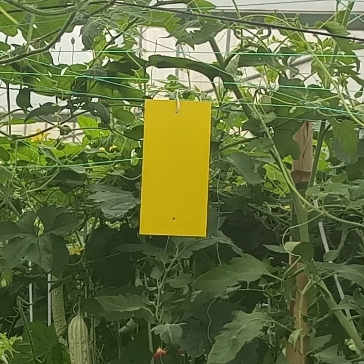 20*10 cm Double-side Organic Gnat Trap  Sticky Insect Glue Monitor Waterproof Flying Insect Stickers for Field Farms