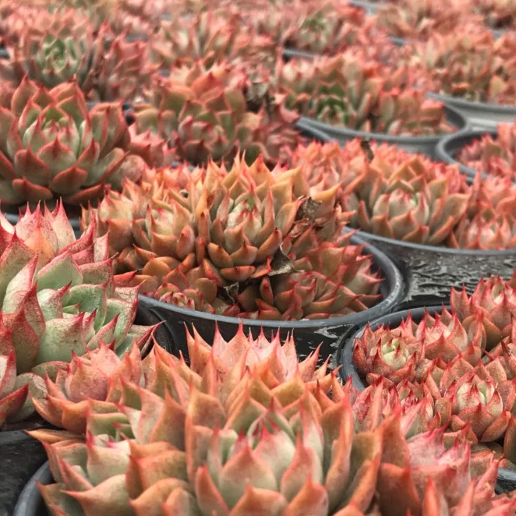 
real succulents live plants set natural bonsai 