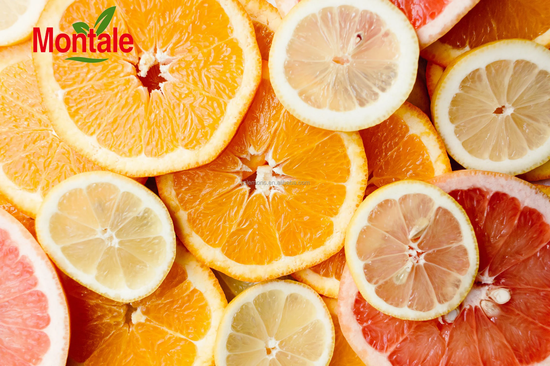 Montale Chinese Wholesale Orange Importer Navel Oranges Fresh Oranges